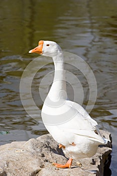 Goose photo