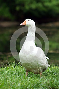 Goose