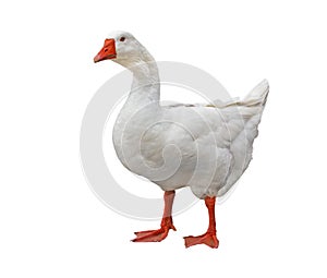 Goose photo