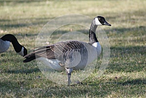 Goose