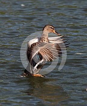 Goose in afrikan safari taking off flight photo