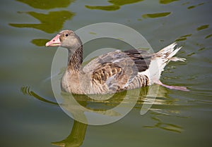 Goose alone in lake