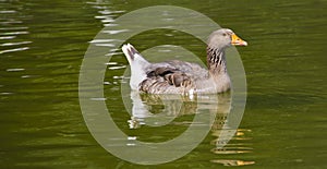 Goose alone in lake