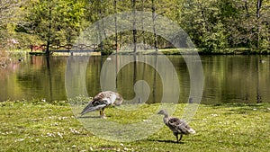 A goose along with his scoundrel on the shores of a lake. in the background is a red wooden bridge