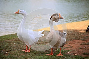 .goose animal in salvador