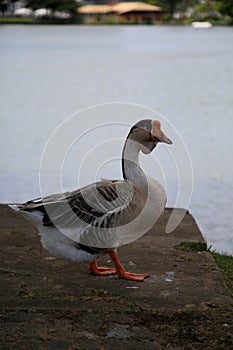 .goose animal in salvador