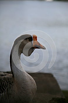 .goose animal in salvador