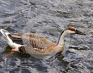 Goose-Anser cygnoid