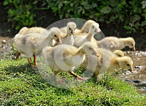 Goose babies running