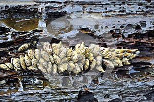 Goose barnacle