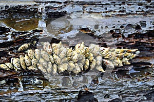 Goose barnacle photo