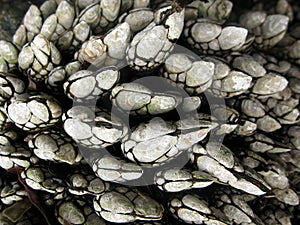 Goose barnacle