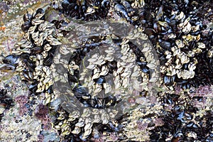 Goose barnacle