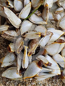 Goose Barnacle Is The Name Of Small Marine Creature.