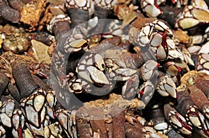 Goose barnacles