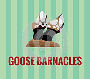 Goose barnacles