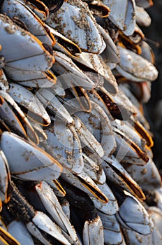 Goose barnacles