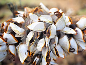 Goose barnacles on branch at the beach