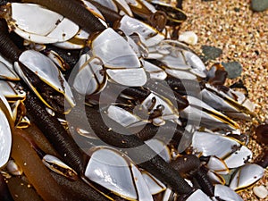 Goose barnacles clustered on piece of oceanic flotsam