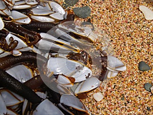 Goose barnacles clustered on piece of oceanic flotsam