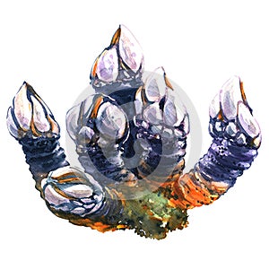 Goose barnacles, pollicipes polymerus, leaf barnacle isolated, watercolor illustration