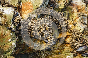 Goose barnacles, or stalked barnacles or gooseneck barnacles, are filter-feeding crustaceans attached to rocks at Avila Beach,