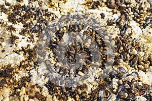 Goose barnacles, or stalked barnacles or gooseneck barnacles, are filter-feeding crustaceans attached to rocks at Avila Beach,