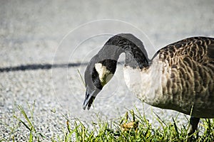 Goose with beak open ready to peck at some food photo