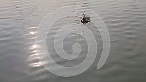 Goose bird family swimming in the lake