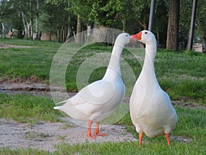 Goose bird swim colors white feathers beak photo