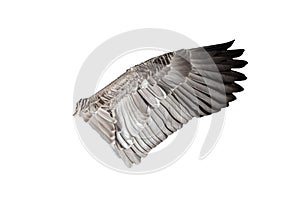 Goose bird wing