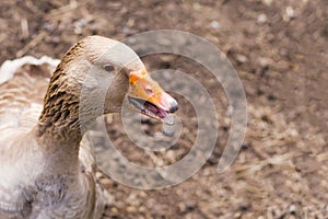 Goose in the bird yard farm. Concept of animal husbandry, household, organic meat, village life. Copy space