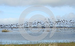 Goose birds flying over flood field, Lithuania