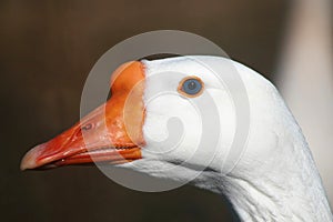 Goose With Blue Eyes