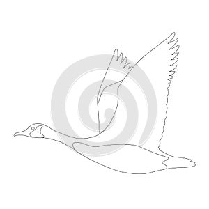 Goose canadian, .vector illustration,lining draw ,profile