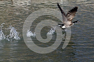 Goose Chasing Other Geese out of Pond