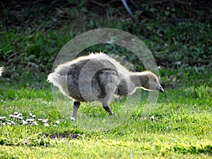 Goose chick first steps on the grass