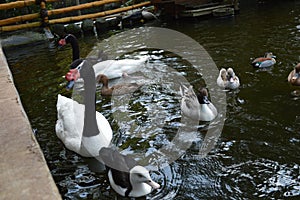 The goose and the child