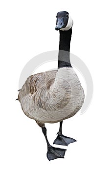 Goose with Clipping Path
