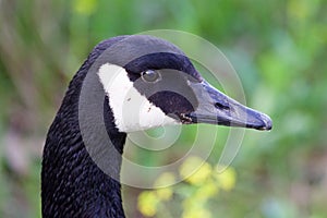 Goose close-up