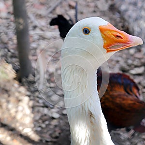 Goose close up in Umbria