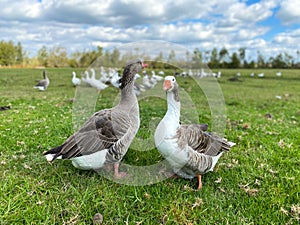 Goose couple