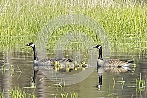 Goose couple swimming with their goslings