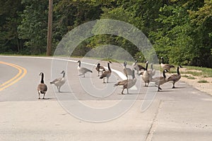 Goose crossing