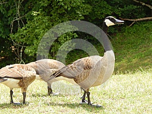 Goose Crossing