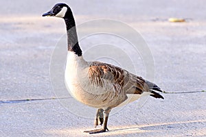 Goose crossing a street