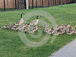Goose daycare with group of adorable goslings
