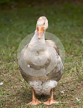 Goose in Dordogne photo