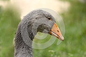 Goose in Dordogne, France photo