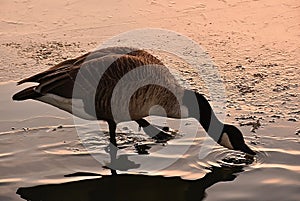 Goose drinking water , golden hour.